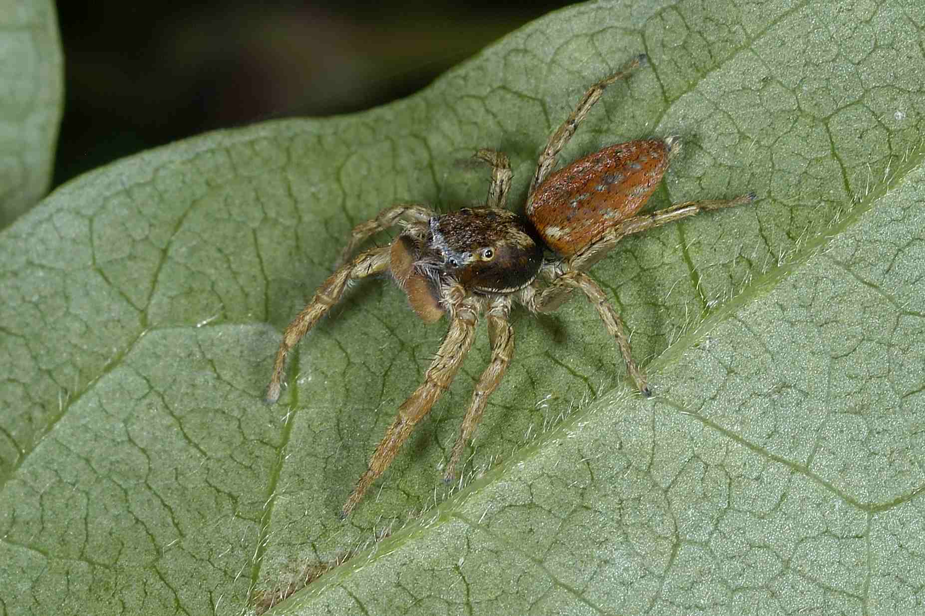 Carrhotus xanthogramma; Marpissa pomatia - Civita Castellana